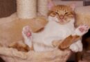 La bellezza degli animali